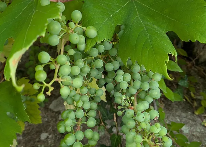 Castelo River View - New Lägenhet Vila Nova de Gaia